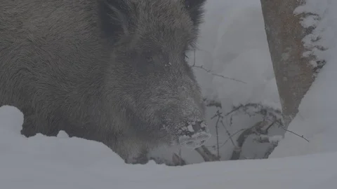 Wild boar (sus scrofa) digs , eating, Stock Footage 104779017