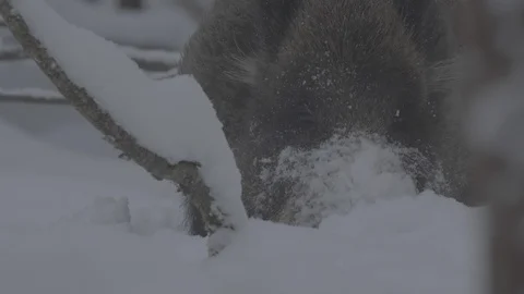 Wild boar (sus scrofa) digs snow. Stock Footage 104780907