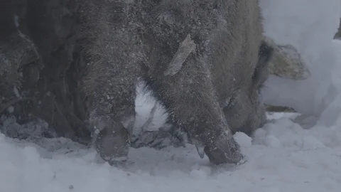 Wild boar (sus scrofa) digs snow. Stock Footage 104781117