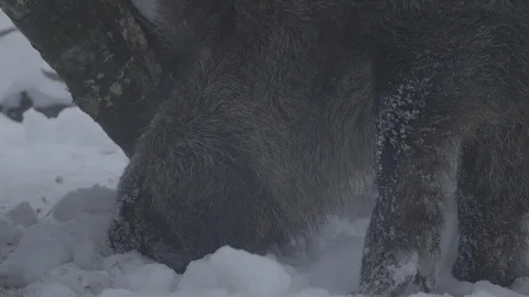 Wild boar (sus scrofa) digs snow in winter forest. Stock Footage 104781230
