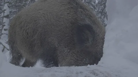 Wild boar (sus scrofa) digs . Stock Footage 104781414