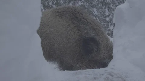 Wild boar (sus scrofa) digs, eats. Stock Footage 104781685