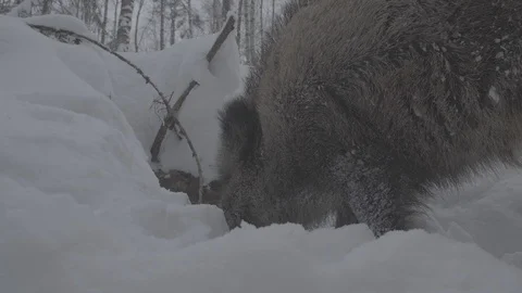 Wild boar (sus scrofa) digs snow. Stock Footage 104782667