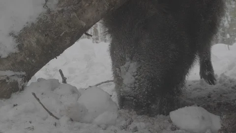 Wild boar (sus scrofa) digs snow. Stock Footage 104783588