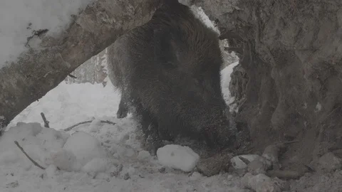 Wild boar (sus scrofa) digs . Stock Footage 104783594