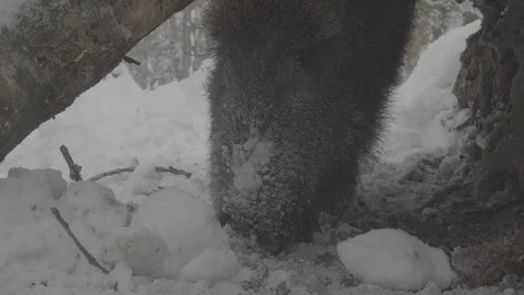 Wild boar (sus scrofa) digs snow. Stock Footage 104783720