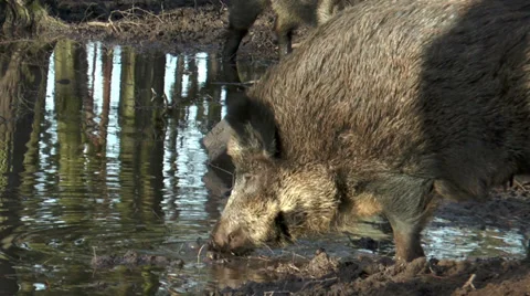 Wild boar (sus scrofa) drinking and digging at pond in forest closeup Video stock 33784889