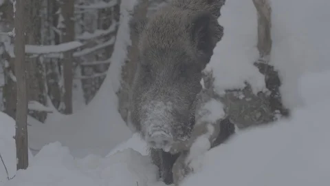 Wild boar (sus scrofa) eating. Stock Footage 104780809