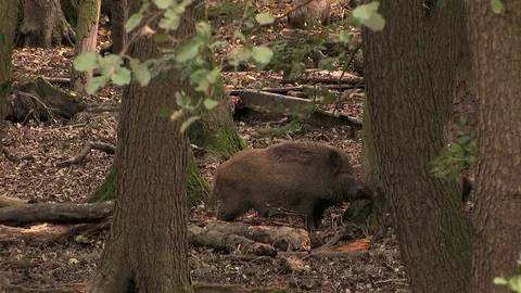 Wild boar (sus scrofa) fighting - wildlife Stock Footage 82183356
