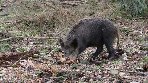 Wild boar, Sus scrofa Stock Footage 98337047