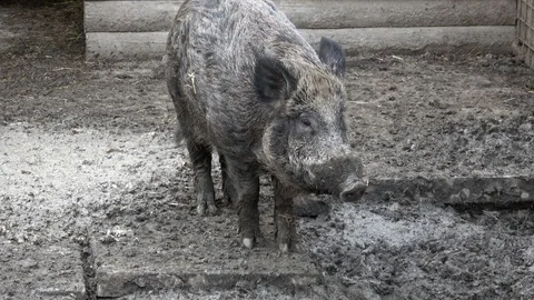 Wild boar (Sus Scrofa) Stock Footage 129596365