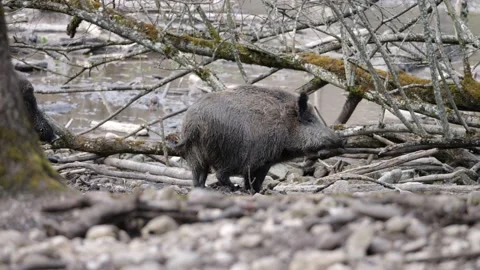 Wild boar (sus scrofa) Stock Footage 173371740