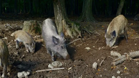 Wild boar (Sus scrofa) foraging for food in forest ground Stock Footage 121237940