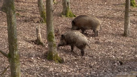 Wild boar (Sus scrofa) in forest 動画素材 73311562