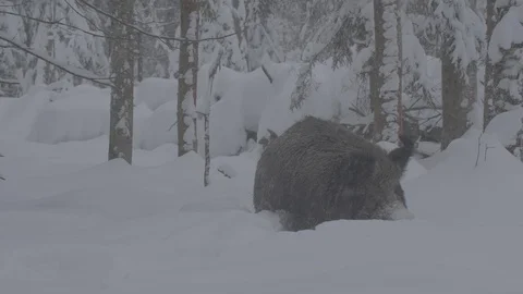 The Wild boar (sus scrofa) goes through the forest. Stock Footage 104397129