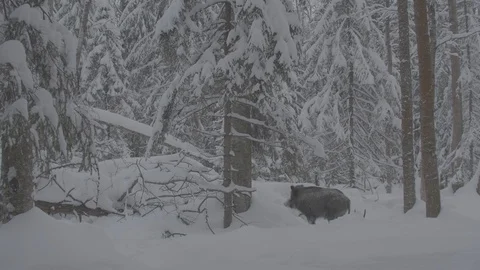 Wild boar (sus scrofa) goes through the winter forest. Stock Footage 104707397