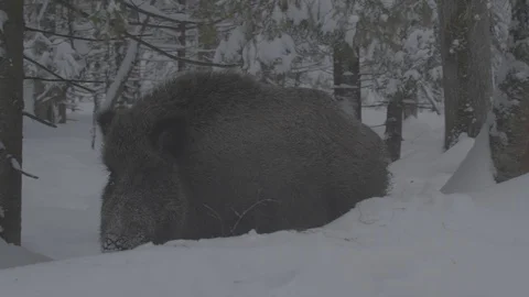 Wild boar (sus scrofa) goes through the winter forest. Stock Footage 104707783