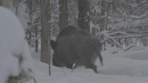 Wild boar (sus scrofa) goes away. Stock Footage 104780752