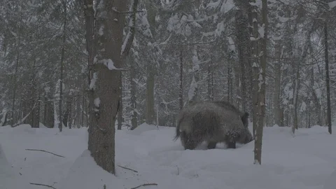 Wild boar (sus scrofa) goes through the winter forest. Stock Footage 104782074