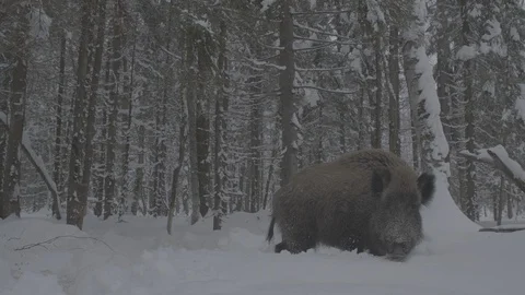 Wild boar (sus scrofa) goes through the winter forest. Stock Footage 104782575