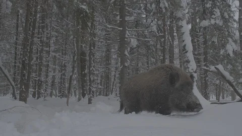 Wild boar (sus scrofa) goes through the winter forest. Stock Footage 104782773