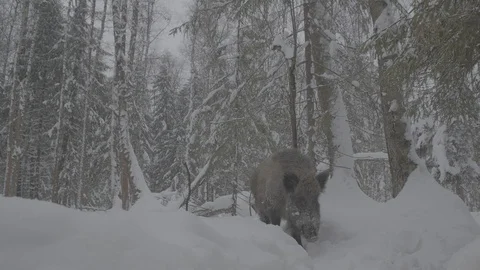 Wild boar (sus scrofa) goes through the winter forest. Bottom view. Stock Footage 104783218