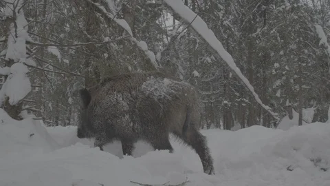 Wild boar (sus scrofa) goes through the winter forest. Stock Footage 104783779