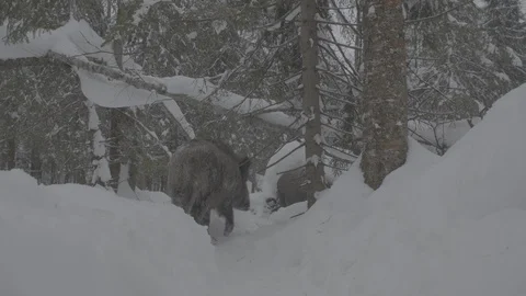 Wild boar (sus scrofa) goes through the winter forest. Stock Footage 104784181