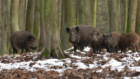Wild boar sus scrofa group fearfully staring in dark forest. Stock Footage 147294237