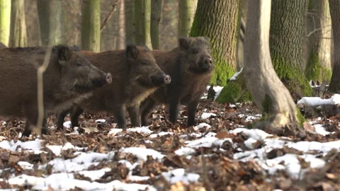 Wild boar sus scrofa group fearfully staring in dark forest. Stock Footage 147294638