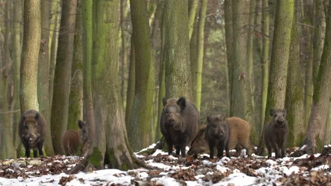 Wild boar sus scrofa group fearfully staring in dark forest. Stock Footage 147309639