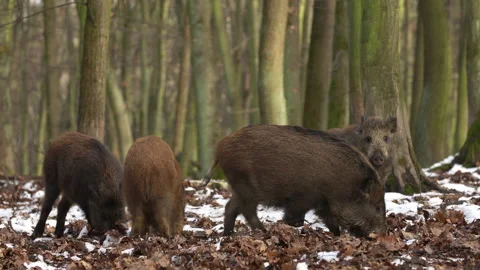 Wild boar sus scrofa group on the food trip in dark forest. Stock Footage 147310844
