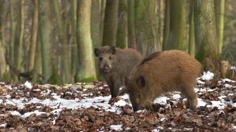 Wild boar sus scrofa group on the food trip in dark forest. Stock Footage 147320816