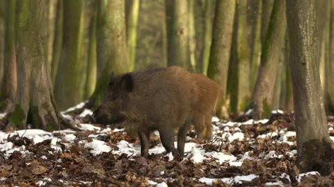 Wild boar sus scrofa group fearfully staring in dark forest. Stock Footage 147328418