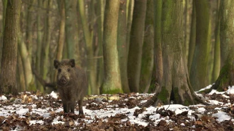 Wild boar sus scrofa group fearfully staring in dark forest. Stock Footage 147328662