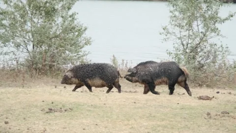 Wild boar (Sus scrofa) is heading the herd of Feral pigs (boar-pig hybrid) in an Stock Footage 165492785