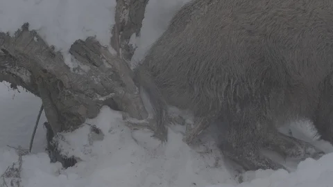 Wild boar (sus scrofa) itches. Video stock 104775341