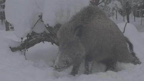 Wild boar (sus scrofa) itches. Stock Footage 104775650