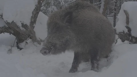 Wild boar (sus scrofa) itches. Stock Footage 104780430