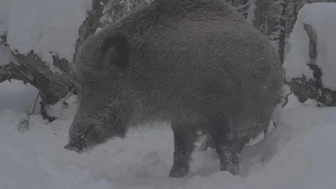 Wild boar (sus scrofa) itches. Stock Footage 104780863