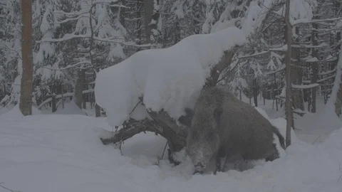 Wild boar (sus scrofa) itches. Stock Footage 104784664