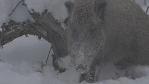 Wild boar (sus scrofa) itches wool. Stock Footage 104784678