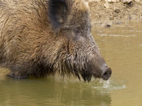 Wild boar (Sus scrofa) looking for food underwater Видео 81195577