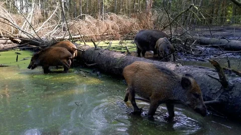 Wild boar (Sus scrofa) looking for food in the water Video stock 118154700