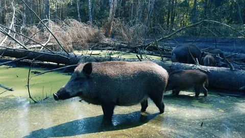 Wild boar (Sus scrofa) looking for food in the water Video stock 118186781