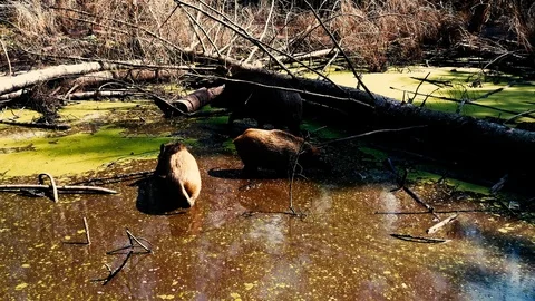 Wild boar (Sus scrofa) looking for food in the water Video stock 118804459