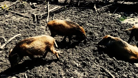Wild boar (Sus scrofa) looking for food in the water Video stock 118804466