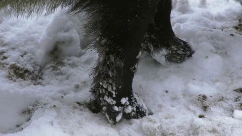 A wild boar Sus scrofa is looking for food in a snowy Close-up of wild boar legs Stock Footage 262351831