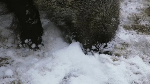 A wild boar, Sus scrofa, looking for food in a snow. Close-up of a boar's head. Stock Footage 262351923
