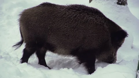A wild boar, Sus scrofa, looking for food in a snow. Stock Footage 262774315